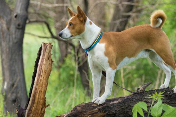 istock mature Basenji dog looking forward while standing on a tree branch at spring season 1329560230