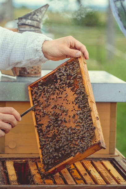 istock wax frame in bee hive, honey production 1329560287