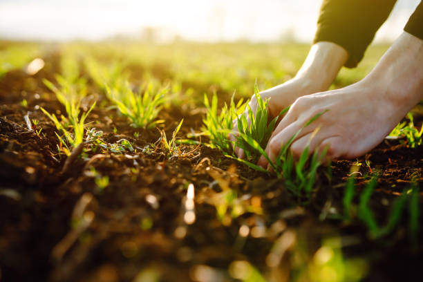 Young seedlings in the hands of a farmer. Agriculture, organic gardening, planting or ecology concept. Young seedlings in the hands of a farmer. Agriculture, organic gardening, planting or ecology concept. Environmental, earth day.  Farmer checking before sowing. grain sprout stock pictures, royalty-free photos & images