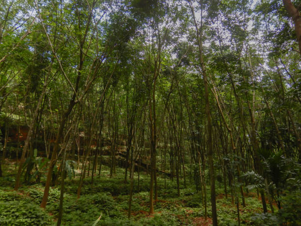 istock Rubber trees in plantation, kerala rubber plantations 1329561096