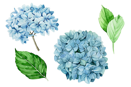 watercolor drawing. set of blue hydrangeas. isolated on white background clipart blue hydrangea flowers and green leaves. realistic drawing vintage style