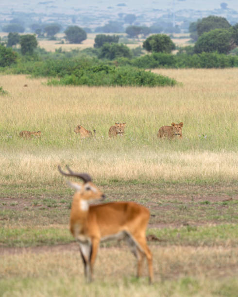 istock National Park with pride of lions, Uganda 1329563327