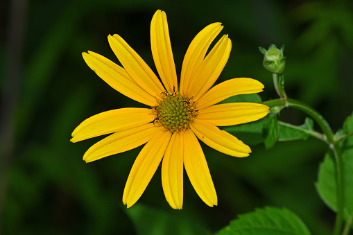 Ox-eye, or false sunflower, and flower bud, in midsummer