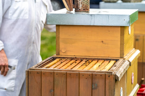 istock wax frame in bee hive, honey production 1329565166