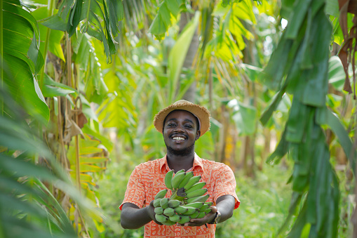 African farmer with hat holding raw banana in the organic plantation field.Agriculture or cultivation concept