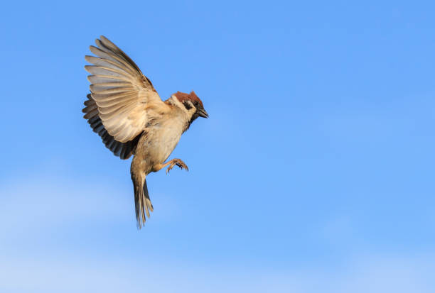 istock bird sparrow flies against a blue clear sky in a spring 1329565519