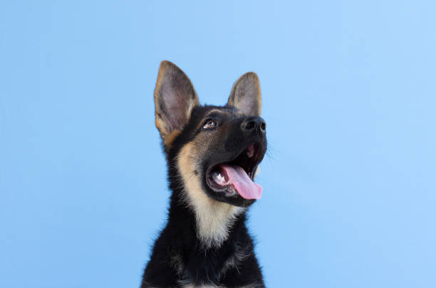 istock Dog german shepherd puppy light blue isolated background. 1329566232