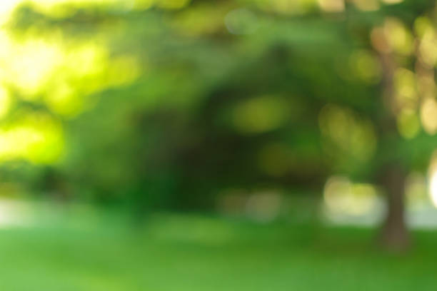 istock Blurred trees and plants in a park on sunny day background 1329566263