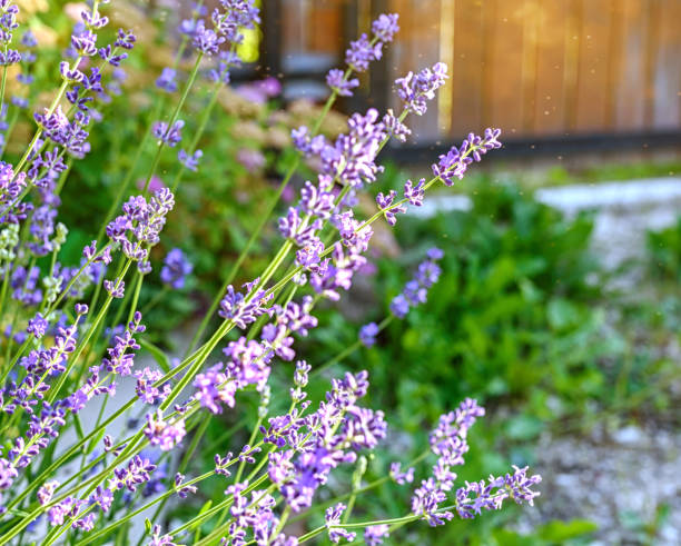 istock Lavender bushes close-up. An image with blurred and sharp lavender flowers 1329566384