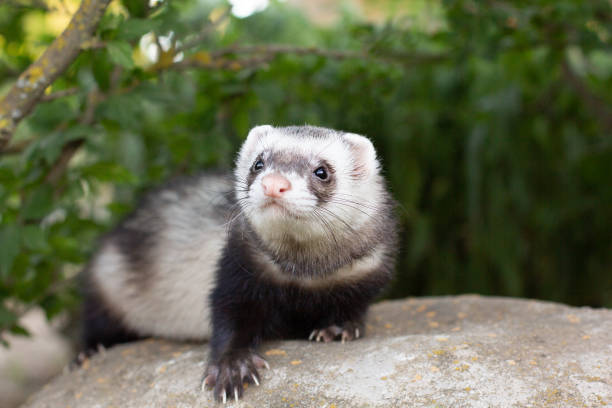 istock Sable ferret, Mustela putorius,sitting on the big stone green grass 1329566423