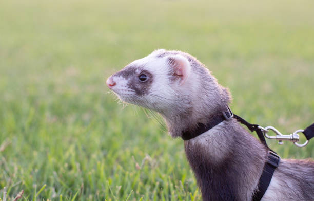 istock Ferret in the Green Grass sunset evening 1329566477