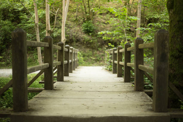 istock wooden bridge in the forests 1329566485