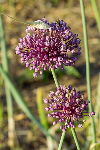 Allium scorodoprasum inflorescence flower heads and fly insect closeup