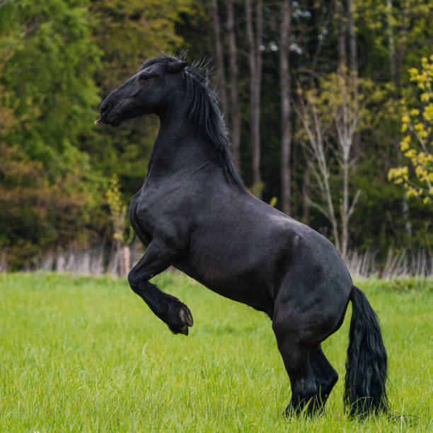 黒いフリージアン馬はギャロップを走ります。 - horse black stallion friesian horse ストックフォトと画像