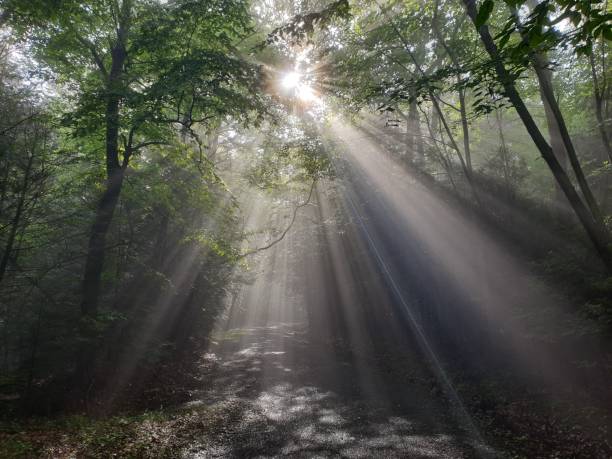 istock Fantastic Light Streaks In The Foggy Forest 1329567658