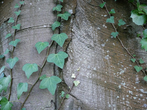 Ivy gorwing on the smooth grey bark of a copper beech tree in December. (Fagus sylvatica f. purpurea)
