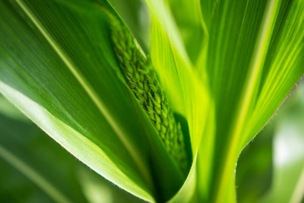 Close-up picture of green shoots of corn and leaves. stock photo