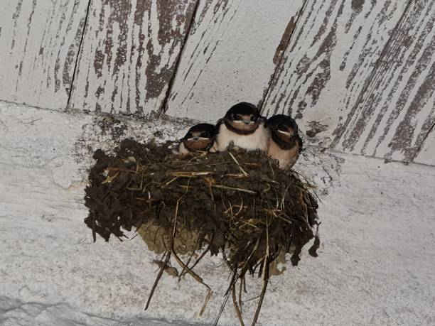 istock three young swallows in the nest 1329570161