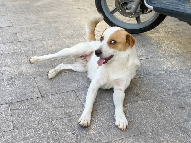 istock Playful smyling mongrel dog lying down and looking at camera with curiousity. 1329570213