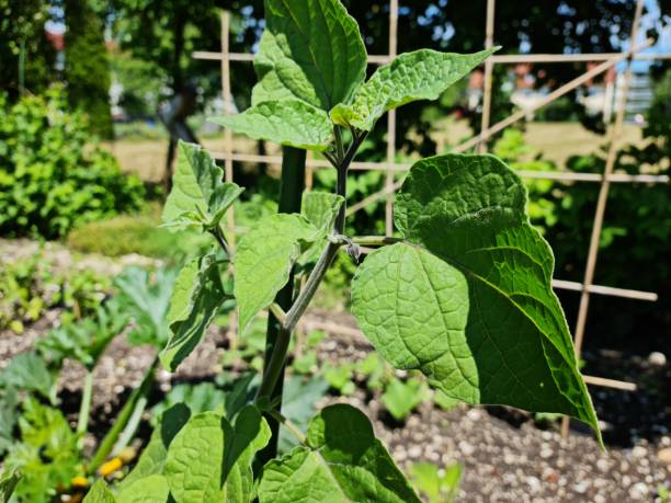 istock physalis plant in a garden 1329570214