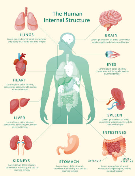 istock Realistic human internal organs infographics pastel yellow background with lungs, heard, liver, kidneys, brain, eyes,  spleen,  intestines and stomach descriptions vector illustration. 1329571172