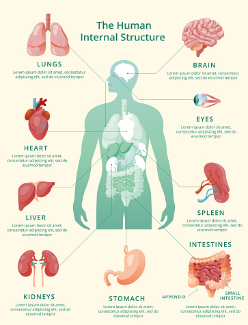 Less Known Internal Organs Realistic Human Internal Organs Infographics Pastel Yellow Background ...