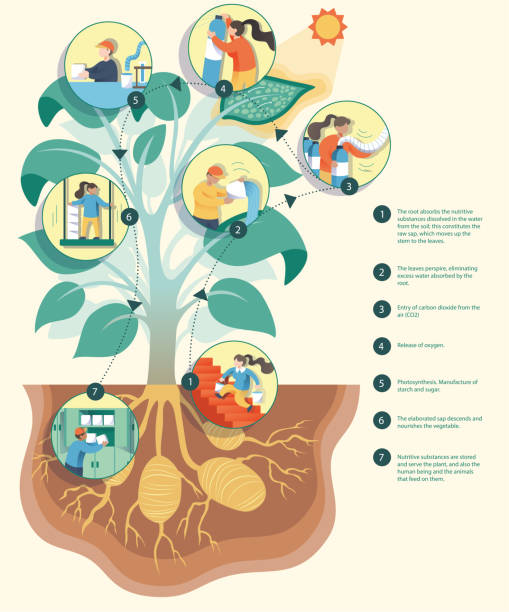 ilustrações de stock, clip art, desenhos animados e ícones de diagram showing process of photosynthesis illustration. illustration for children explaining how plants take nutrients from the earth and the sun. - the natural world plant attribute natural phenomenon mineral