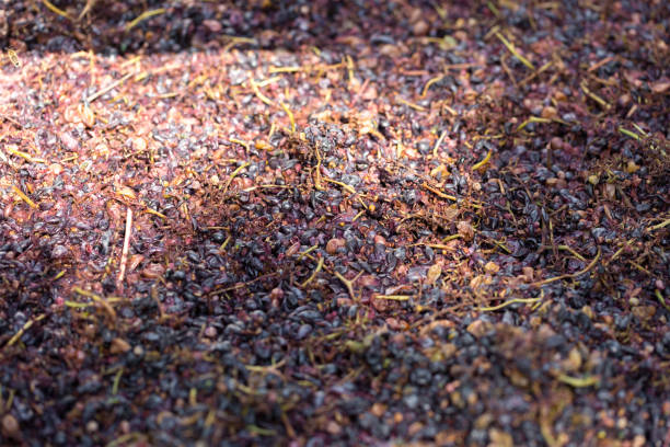istock Winepress with red must and helical screw. Winemaker's hands close up. 1329572836