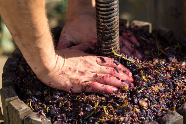 istock Winepress with red must and helical screw. Winemaker's hands close up. 1329572909