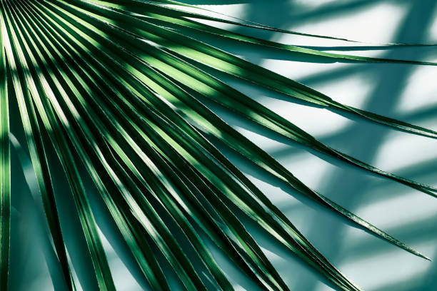 istock Palm leaf near the wall with window natural diagonal shadows. Light green monochrome background. Summer seasonal concept 1329572949