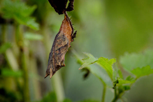insect cocoon on the wall. a butterfly waiting to emerge from its cocoon