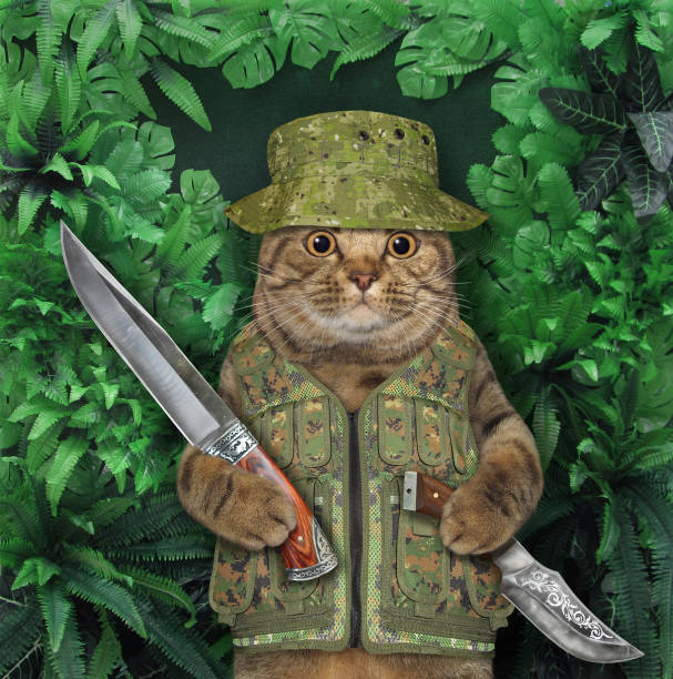 istock Cat holds hunting knives in wood 2 1329574016