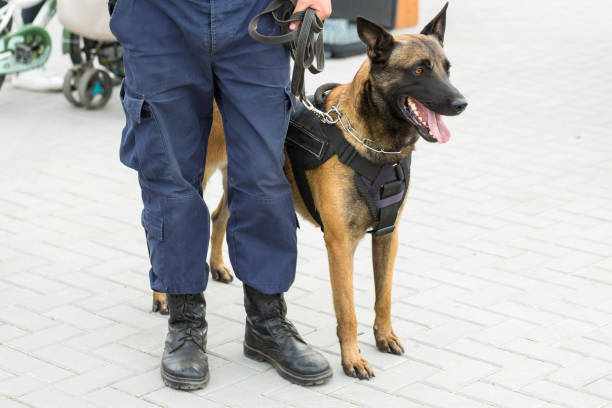 malinois belgischer schäfer bewacht die grenze. die grenztruppen demonstrieren die fähigkeit des hundes, verstöße zu erkennen. - border control stock-fotos und bilder