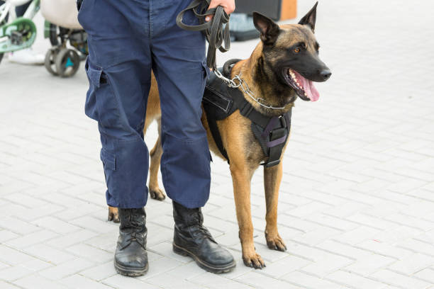 malinois owczarek belgijski straży granicy. wojska graniczne wykazują zdolność psa do wykrywania naruszeń. - rodzina psowatych zdjęcia i obrazy z banku zdjęć