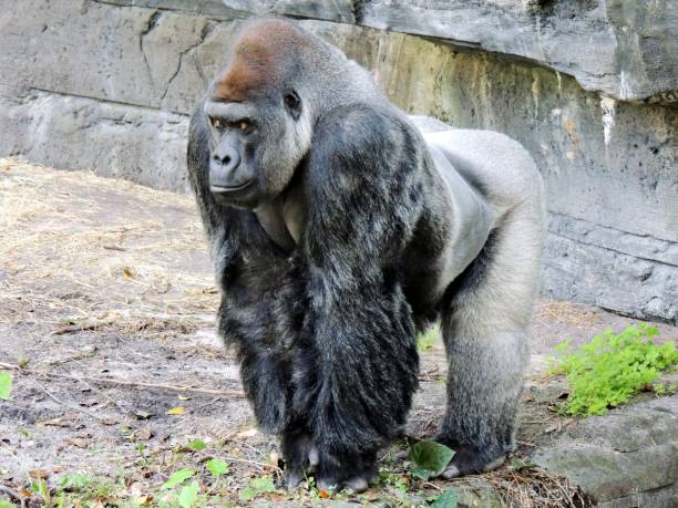 194 Gorilla Walking Male Stock Photos, Pictures & Royalty-Free Images - iStock 194 Gorilla Walking Male Stock Photos, Pictures & Royalty-Free Images - iStock