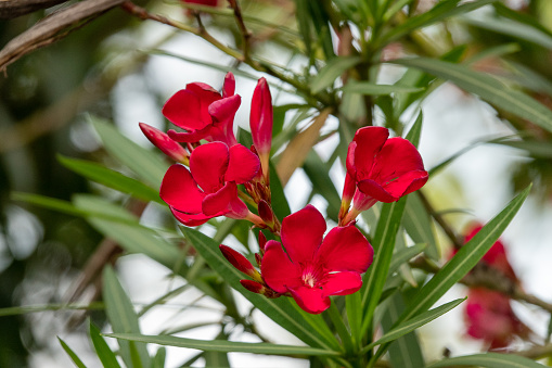 Red Oleander Grows In Countries With A Hot Climate.