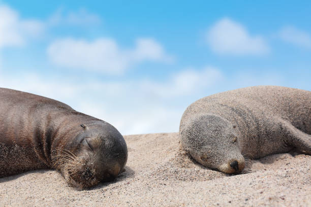 istock Galapagos Sea Lion pups lying sleeping in sand lying on beach Galapagos Islands 1329574997