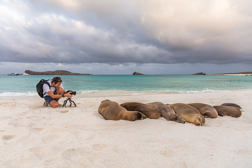 Photographer tourist Galapagos Sea Lion in sand on beach on Galapagos Islands