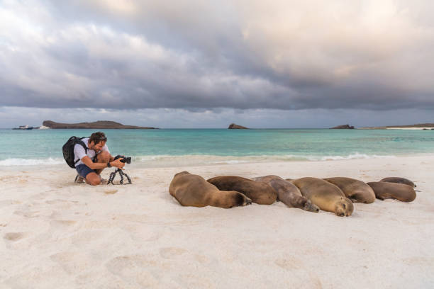 fotógrafo turista galápagos leão do mar na areia na praia nas ilhas galápagos - otaria - fotografias e filmes do acervo