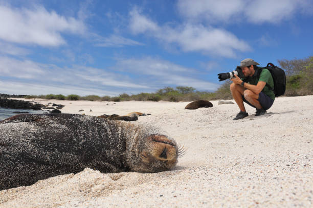 Animal wildlife nature photographer tourist photographing Galapagos Sea Lion stock photo