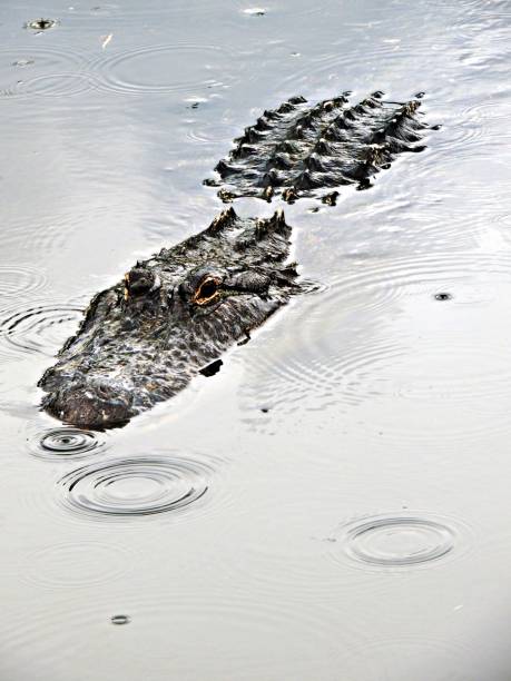 istock Alligators head and body emerging above water 1329575126