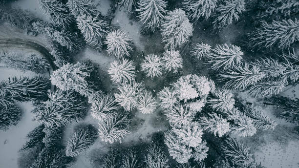istock Poiana Brasov 1329577315