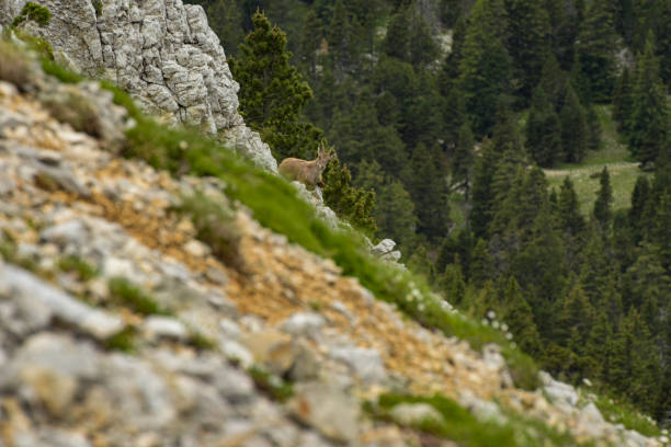 ibex in a french nature park