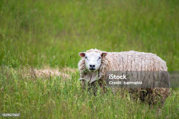 Animal Collection Young And Old Sheeps Grazing On Green Meadows On Schouwenduiveland Zeeland Netherlands Stock Photo - Download Image Now