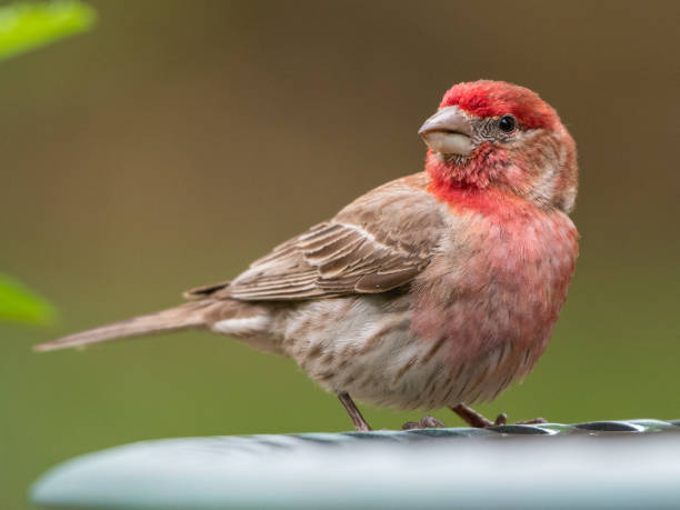 istock Haemorhous mexicanus in all its splendor. 1329579993