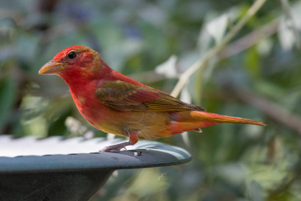 A summer tanager visiting a garden.
