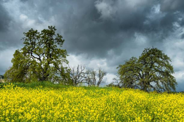 istock Green flowery Field with Stormy sky 1329581139