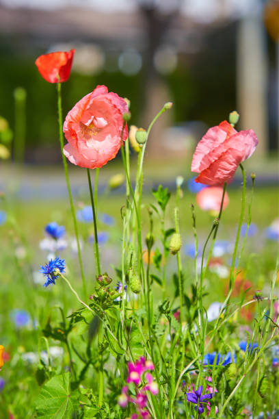 Shirley poppy bloom in summer garden.Shirley poppy bloom in summer garden.
