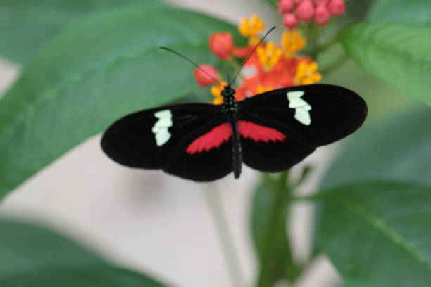 istock Butterflies & Flowers, Ecuador 1329582167