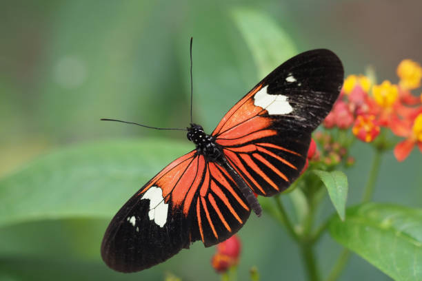 istock Butterflies & Flowers, Ecuador 1329582211
